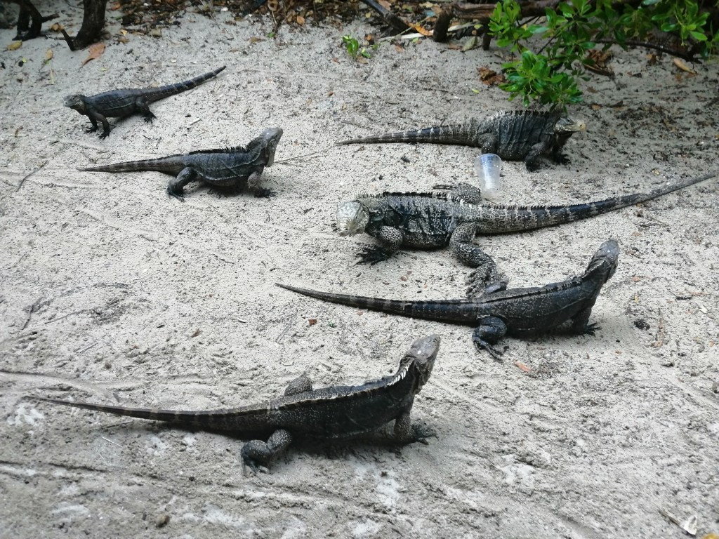 Ostrvo Iguana, leto 2023.&nbsp;god.