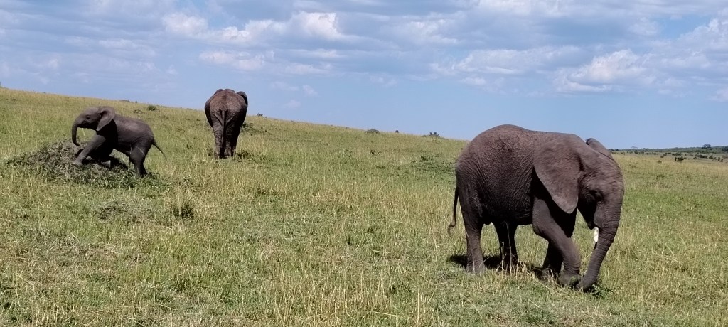 Masai Mara, leto 2025.&nbsp;god.
