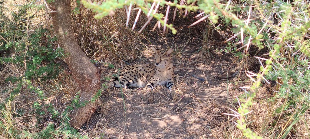 Serval Wildlife, leto 2025.&nbsp;god.